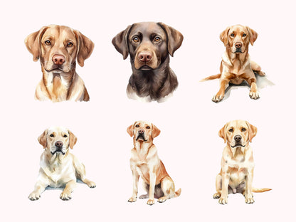 Labrador-Clipart-Bundle (PNG), Labrador-Clipart, Labrador-Bundle (PNG), Labrador Retriever (PNG), Haustier-Hunde-Clipart, Hunde-Clipart-Bundle (PNG)