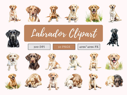 Labrador-Clipart-Bundle (PNG), Labrador-Clipart, Labrador-Bundle (PNG), Labrador Retriever (PNG), Haustier-Hunde-Clipart, Hunde-Clipart-Bundle (PNG)