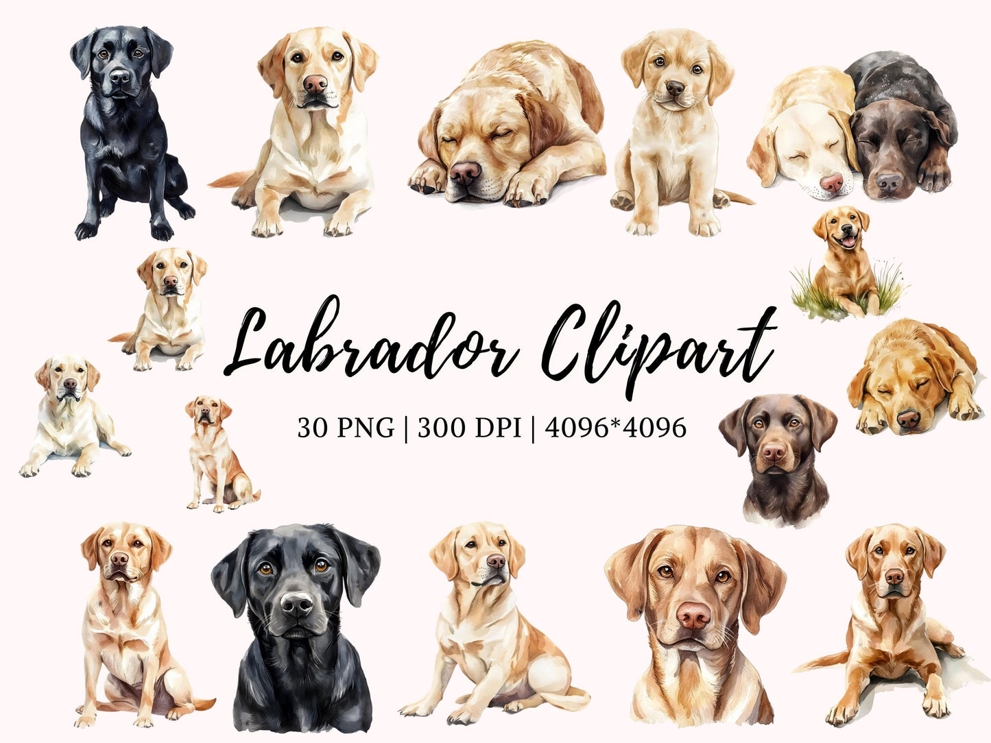 Labrador-Clipart-Bundle (PNG), Labrador-Clipart, Labrador-Bundle (PNG), Labrador Retriever (PNG), Haustier-Hunde-Clipart, Hunde-Clipart-Bundle (PNG)