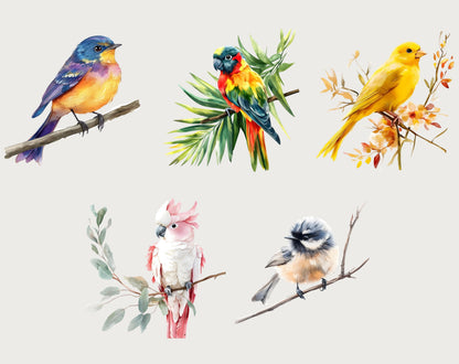 Watercolor Bird Clipart Bundle, Quirky Spring Birds (Digital Download)
