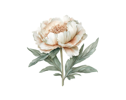 Watercolor Blush Peony Clipart Bundle, Floral PNG (Digital Download)