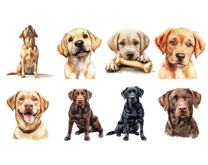 Watercolor Labrador Clipart png Bundle, 50 Labrador Clipart, Dog Clipart, Pet Clipart, Labrador Retriever Clipart, Dog png, Lab Clipart
