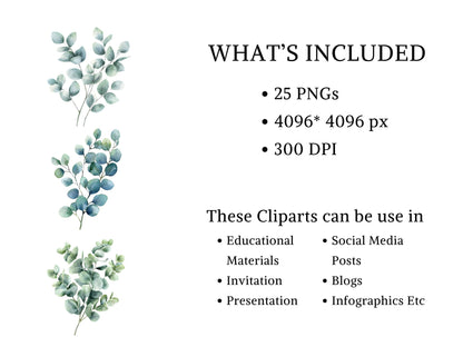 Aquarell-Eukalyptus-Clipart-Set, Botanische Grünpflanzen-Clipart (PNG), Silberdollar-Grünpflanzen-Clipart, Eukalyptus-PNG-Bundle
