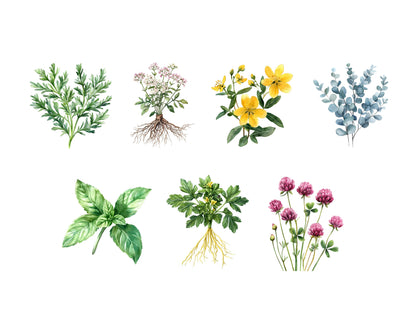 Watercolor Medical Herbs Clipart, Medical Herbs Clipart Bundle, Herbal Remedies Clipart, Medicinal Plants Clipart, Botanical Clipart