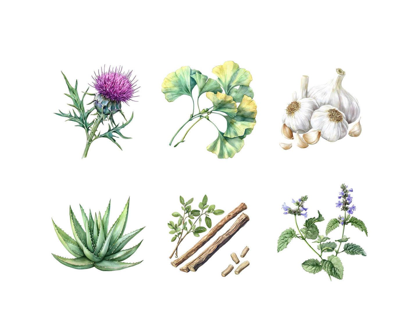 Watercolor Medical Herbs Clipart, Medical Herbs Clipart Bundle, Herbal Remedies Clipart, Medicinal Plants Clipart, Botanical Clipart