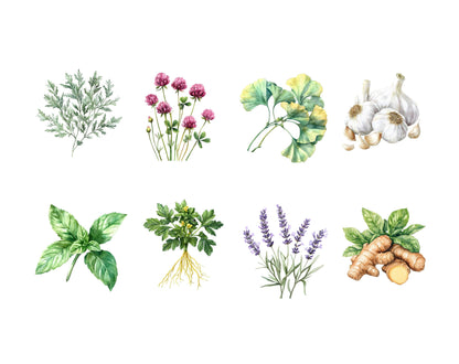 Watercolor Medical Herbs Clipart, Medical Herbs Clipart Bundle, Herbal Remedies Clipart, Medicinal Plants Clipart, Botanical Clipart