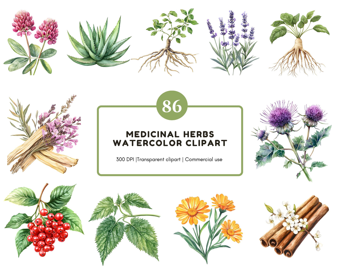 Watercolor Medical Herbs Clipart, Medical Herbs Clipart Bundle, Herbal Remedies Clipart, Medicinal Plants Clipart, Botanical Clipart