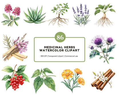 Watercolor Medical Herbs Clipart, Medical Herbs Clipart Bundle, Herbal Remedies Clipart, Medicinal Plants Clipart, Botanical Clipart