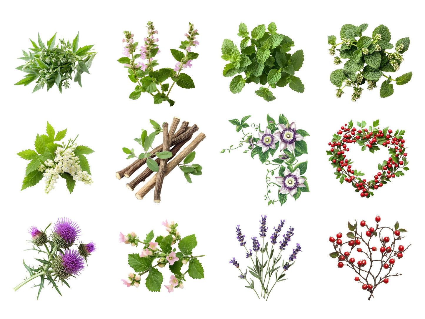 Medical Herb Clipart Bundle png, Watercolor Medical Herb Clipart, Herbal Remedies Clipart Bundle, Botanical Clipart, Medical Plants Clipart