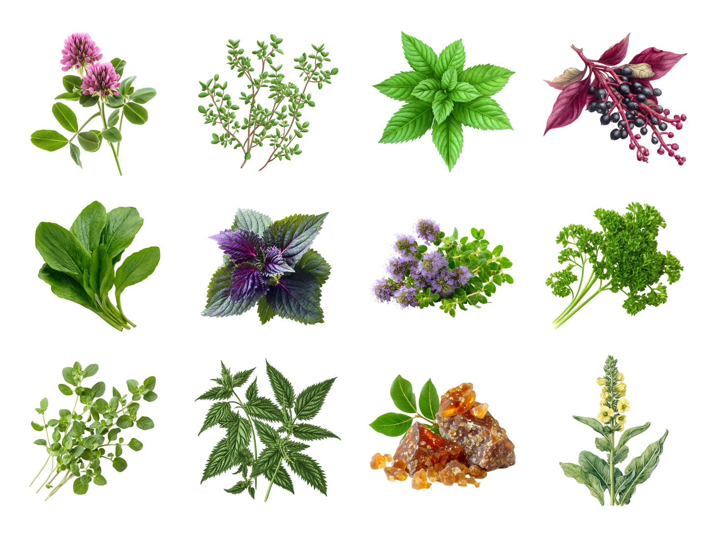 Medical Herb Clipart Bundle png, Watercolor Medical Herb Clipart, Herbal Remedies Clipart Bundle, Botanical Clipart, Medical Plants Clipart