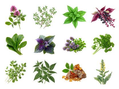 Medical Herb Clipart Bundle png, Watercolor Medical Herb Clipart, Herbal Remedies Clipart Bundle, Botanical Clipart, Medical Plants Clipart