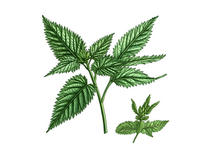 Medical Herb Clipart Bundle png, Watercolor Medical Herb Clipart, Herbal Remedies Clipart Bundle, Botanical Clipart, Medical Plants Clipart