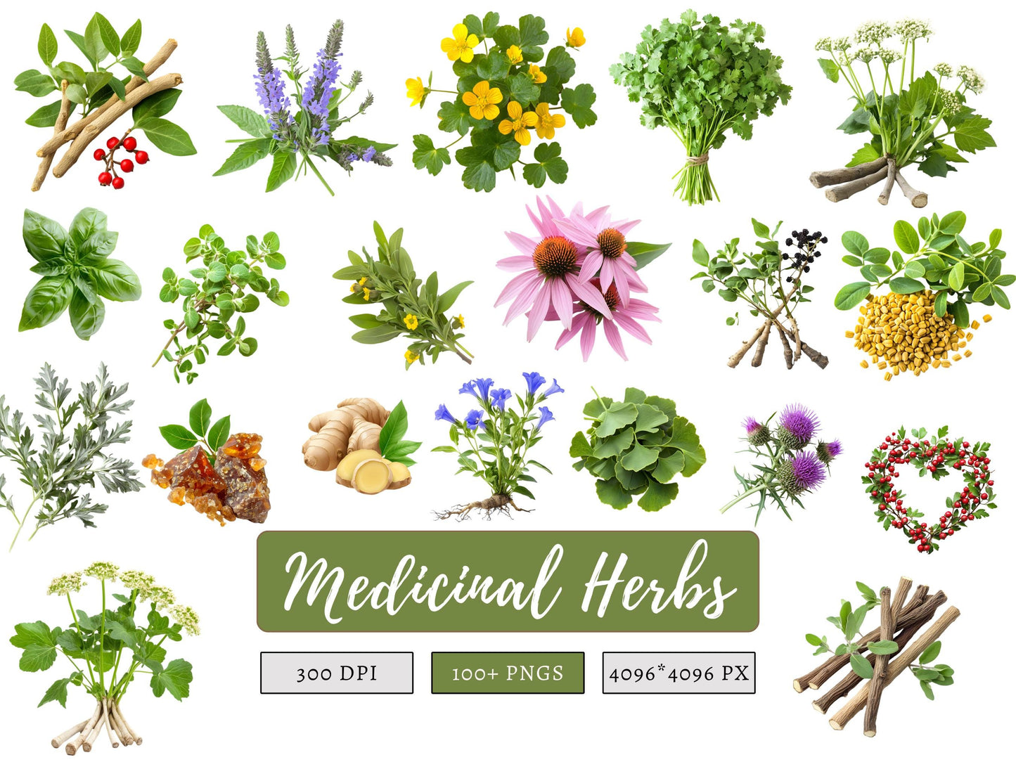 Medical Herb Clipart Bundle png, Watercolor Medical Herb Clipart, Herbal Remedies Clipart Bundle, Botanical Clipart, Medical Plants Clipart