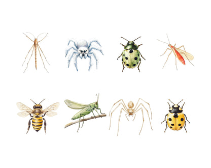 Ensemble d'images clipart d'insectes et d'insectes, insectes png, clipart d'insectes aquarelle, clipart d'insectes, clipart d'insectes mignons, insectes mignons png, petites bêtes rampantes png