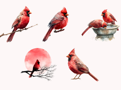 Watercolor Red Cardinal Clipart png Bundle, Red Cardinal Clipart, Cute Red Cardinal Clipart, Commercial Use, Nursery Decor, Instant Download