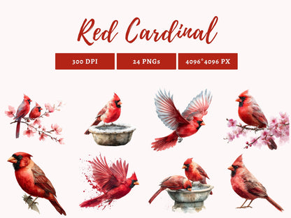 Watercolor Red Cardinal Clipart png Bundle, Red Cardinal Clipart, Cute Red Cardinal Clipart, Commercial Use, Nursery Decor, Instant Download