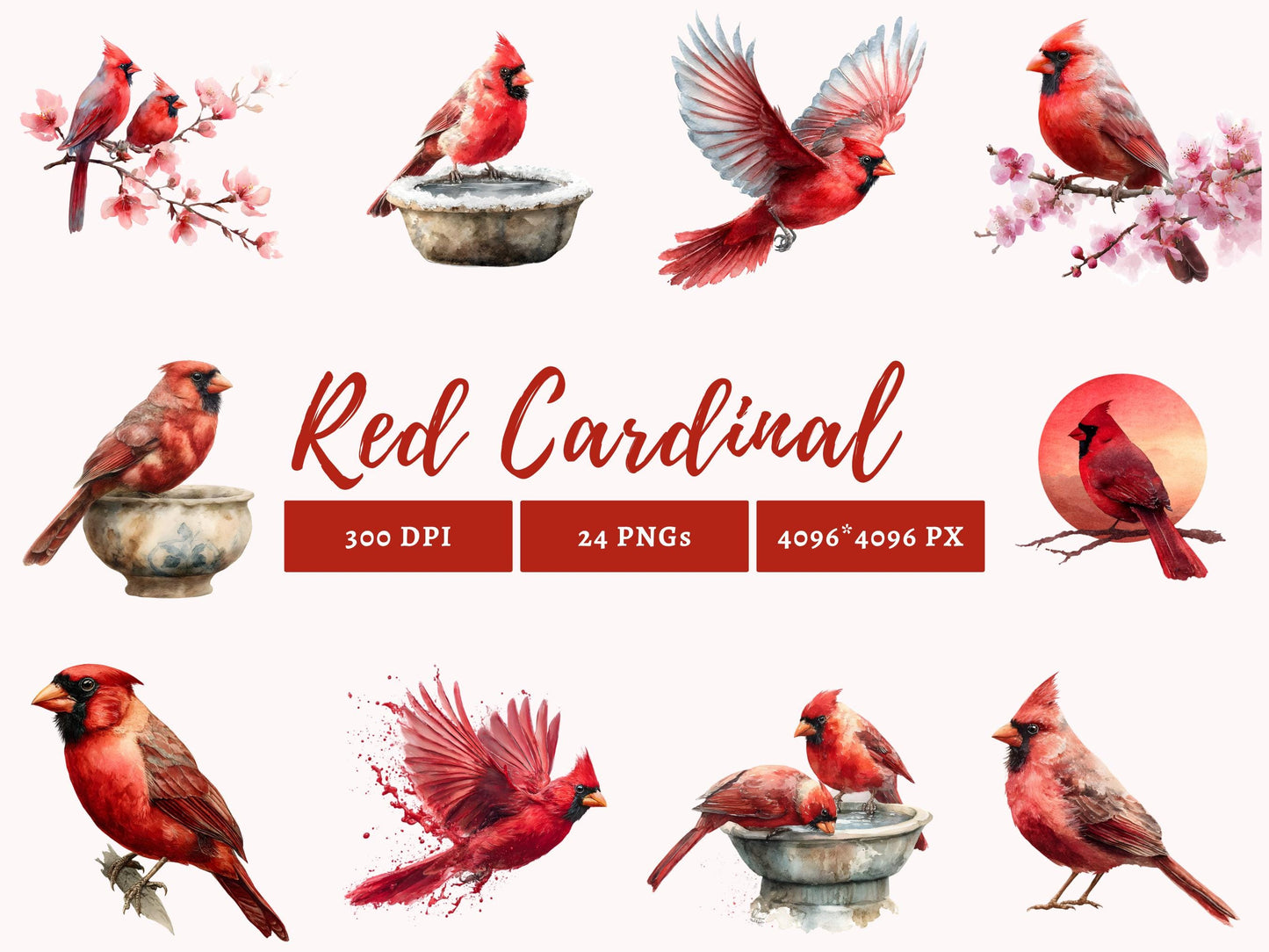 Watercolor Red Cardinal Clipart png Bundle, Red Cardinal Clipart, Cute Red Cardinal Clipart, Commercial Use, Nursery Decor, Instant Download