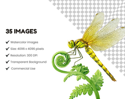 Whimsical Dragonfly Clipart Bundle, Watercolor Dragonflies Clipart, Dragonfly Pattern For Scrapbooking, Sublimation Design, Floral Dragonfly
